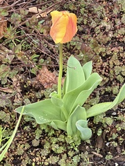 Tulipa