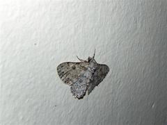 Ascotis reciprocaria