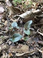 Tradescantia zebrina