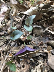 Tradescantia zebrina