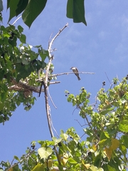 Myiarchus antillarum