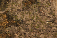Hygrohypnum