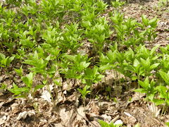 Mercurialis perennis