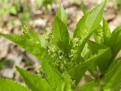 Mercurialis perennis