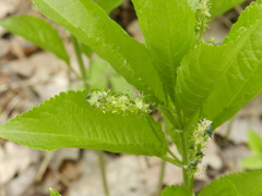 Mercurialis perennis