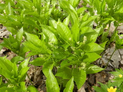 Mercurialis perennis