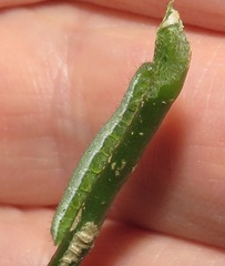 Leptosia alcesta inalcesta