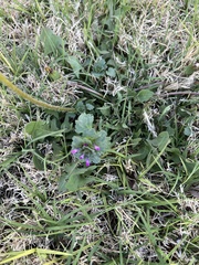 Lamium amplexicaule