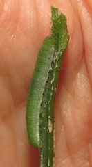 Leptosia alcesta inalcesta