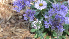 Apis mellifera