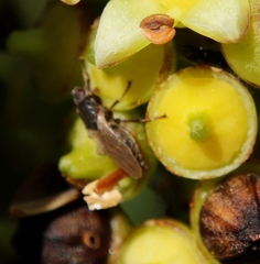 Coelopa
