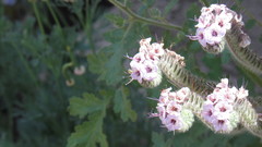 Lasioglossum