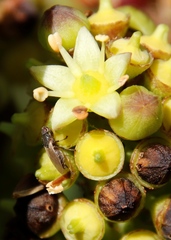 Coelopa