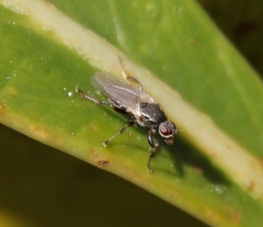 Coelopa