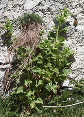 Scrophularia vernalis
