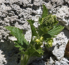 Scrophularia vernalis