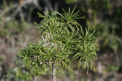 Senecio linifolius