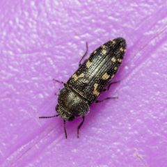 Acmaeodera neglecta neoneglecta