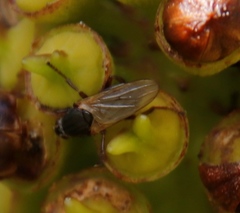 Coelopa