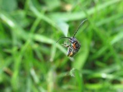 Cantharis pulicaria
