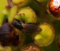 Coelopa