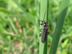 Cantharis pulicaria