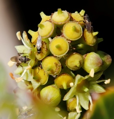 Coelopa