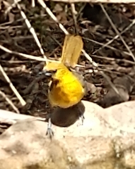 Icterus cucullatus