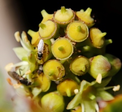Coelopa