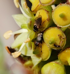 Coelopa