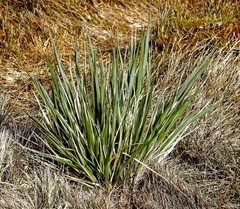Poa flabellata