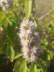 Cyphocarpa angustifolia