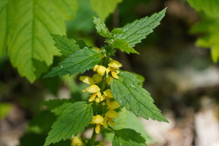 Lamium galeobdolon