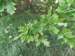 Quercus robur