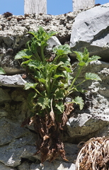 Scrophularia vernalis