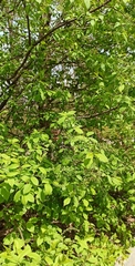 Prunus padus