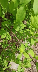Prunus padus