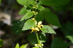 Lamium galeobdolon