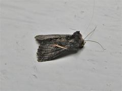 Vittaplusia vittata