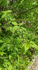 Prunus padus