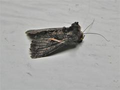 Vittaplusia vittata