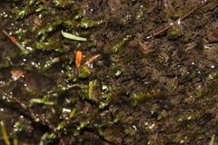 Hygrohypnum