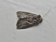 Vittaplusia vittata
