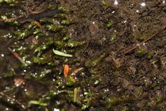 Hygrohypnum