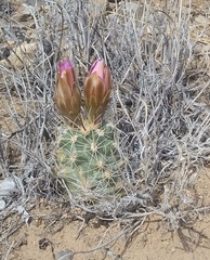 Sclerocactus glaucus