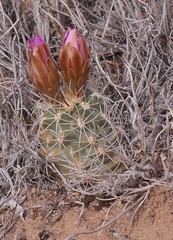 Sclerocactus glaucus