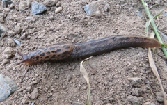 Limax maximus