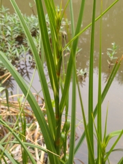 Cladium mariscus jamaicense