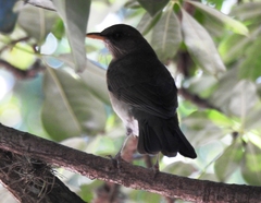 Turdus amaurochalinus