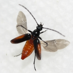 Pseudostrangalia cruentata